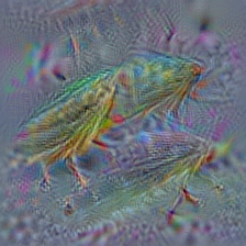 n02256656 cicada, cicala